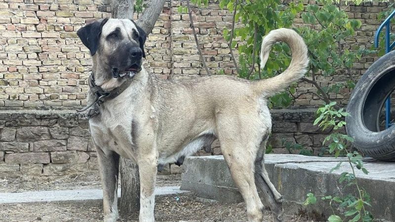 Konya'da kangal cinsi köpek çalındı