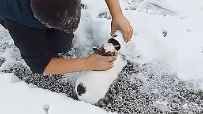 Konya'da başı konserve kutusuna sıkışan kedi kurtarıldı