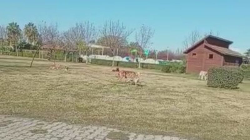 Adana'da çocuğunu parka götüren babanın, başıboş köpeklere isyanı