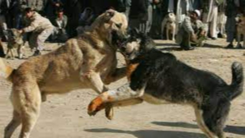 Vakanüvis pitbull ırkını yazdı: Makul köpeklerdi İngilizler çıldırttı