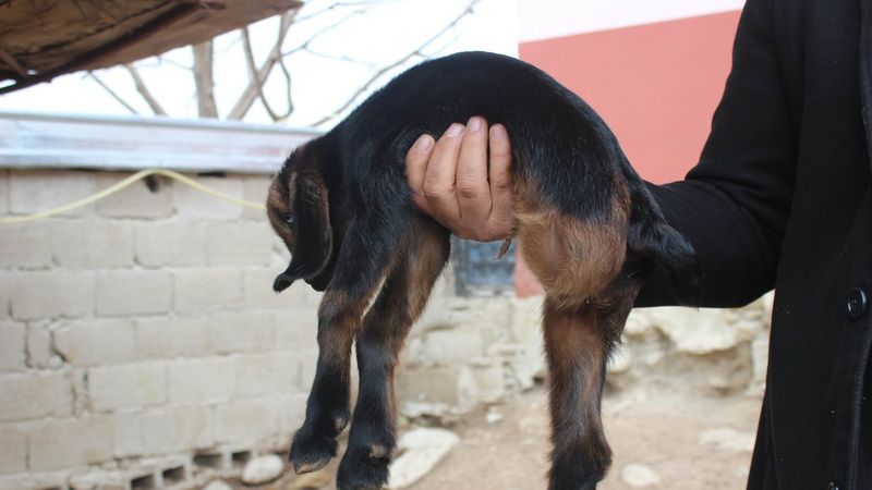 Kilis’te 3 ayaklı oğlak görenleri şaşkına çeviriyor