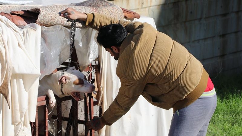 Denizli’de pitbull cinsi köpek 13 yaşındaki çocuğa saldırdı