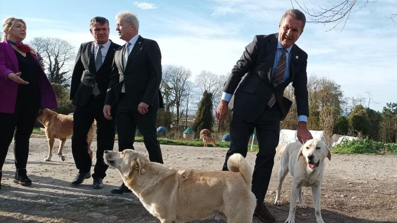 Mustafa Sarıgül’ün, sokak hayvanları açıklaması: Kısırlaştıralım yerinde yaşatalım