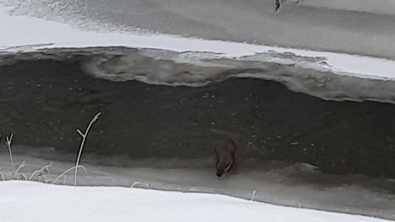 Kars'taki su samurunun renkli görüntüleri
