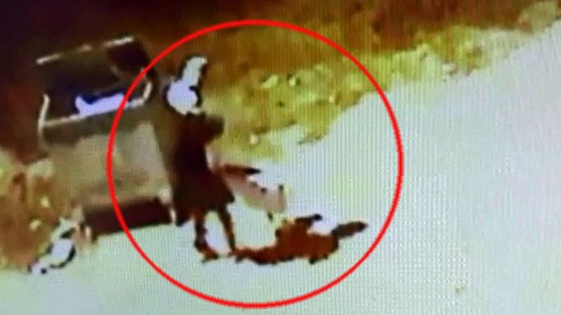 Denizli'de çocuğa saldıran pitbullun sahibi, serbest bırakıldı