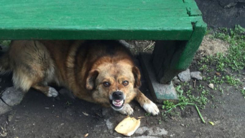CHP'den sokak köpeklerinin toplatılmasına karşı açıklama