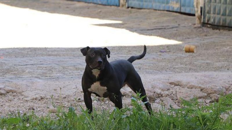 Tehlike arz eden köpekleri başıboş bırakanlar para cezası