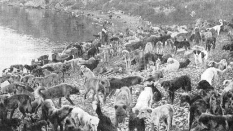 Vakanüvis yazdı: Bizden ve Avrupa’dan itlaf hikayeleri