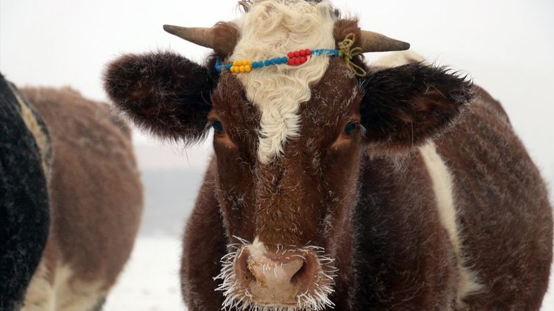 Ağrı ve Ardahan buz tuttu