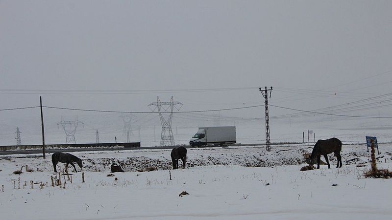 Bingöl'de atlar, donmak üzereyken kurtarıldı