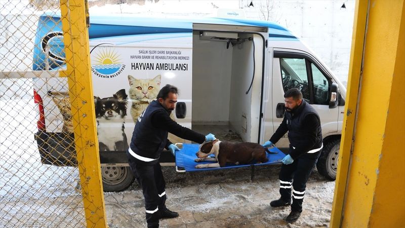 Van'da sahipsiz pitbull belediyeyi harekete geçirdi