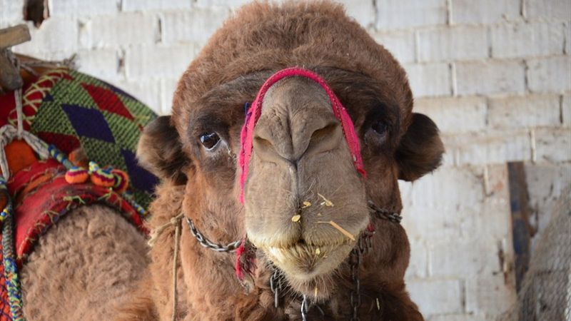 Aydın'daki deve borç nedeniyle haczedildi