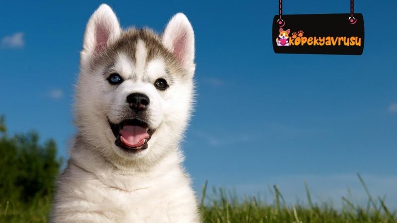 Evcil Hayvanınızı Seçmek İçin Doğru Adres Kopekyavrusu.com