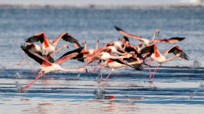 Flamingolar bu kış Van'ı terk etmedi