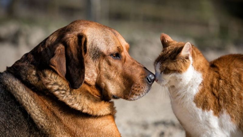 Sokak hayvanları ve tehlikeli ırklara 4 ayaklı çözüm planı