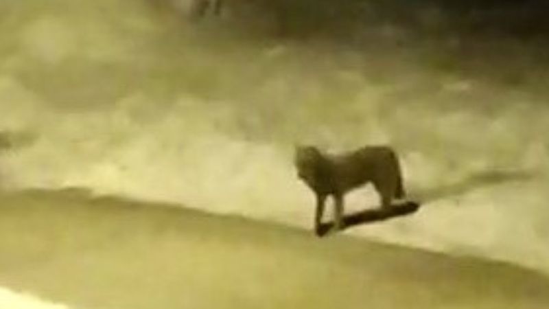 Hakkari'de aç kalan kurt sürüsü şehre indi