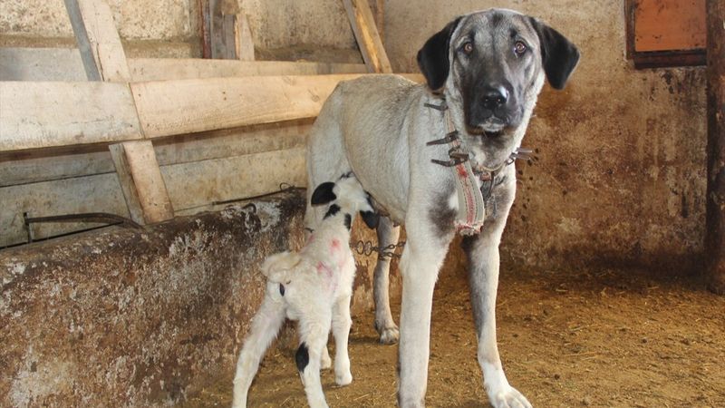 Sivas'ta Kangal köpeği, yavru kuzuyu emziriyor