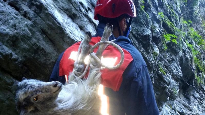 Manisa'da mahsur kalan keçiyi itfaiye eri kurtardı