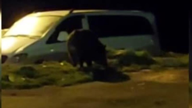 Eyüpsultan’da aç kalan domuz semte indi