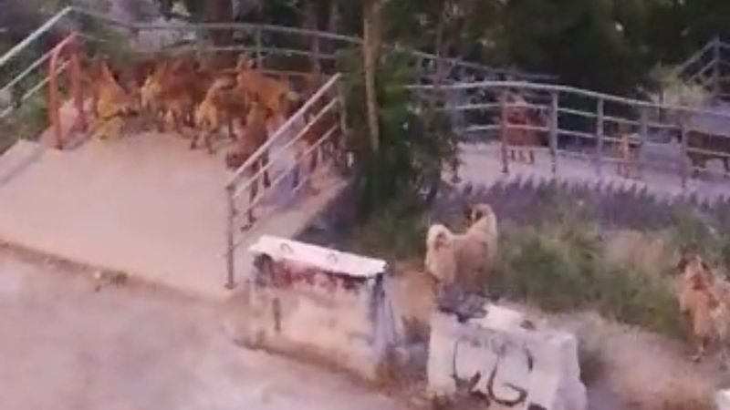 Türkiye'nin çözülemeyen sorunu: Başıboş sokak köpekleri