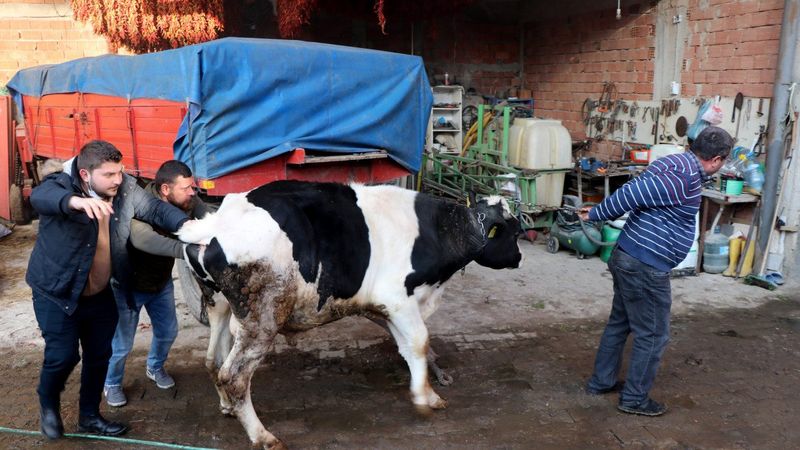 Edirne'de ineklerini yangından kurtarmak için zamanla yarıştılar