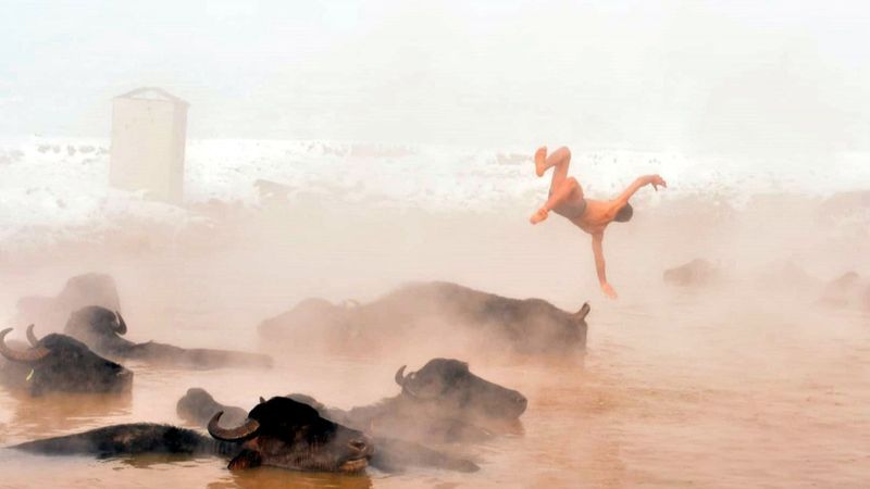 Bitlisli yetiştiriciler, mandalarıyla kaplıca sularına giriyor