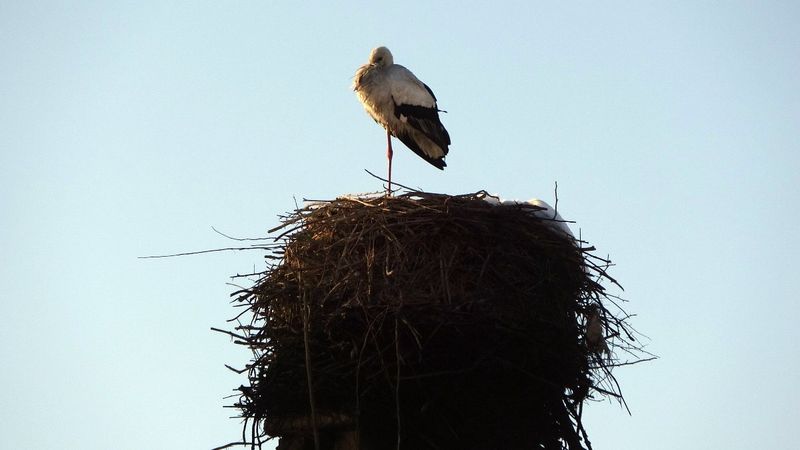 Hakkari'de göç etmeyen leylek köyün maskotu oldu