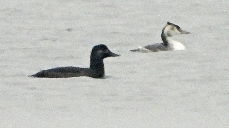 Hersek Lagünü'nde kadife ördek görüldü
