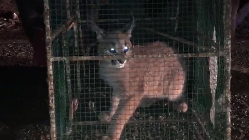 Antalya'daki kümese giren karakulak doğaya bırakıldı