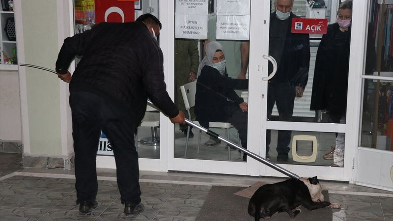 Edirne'de başıboş pitbull veterinerin kedisine saldırdı
