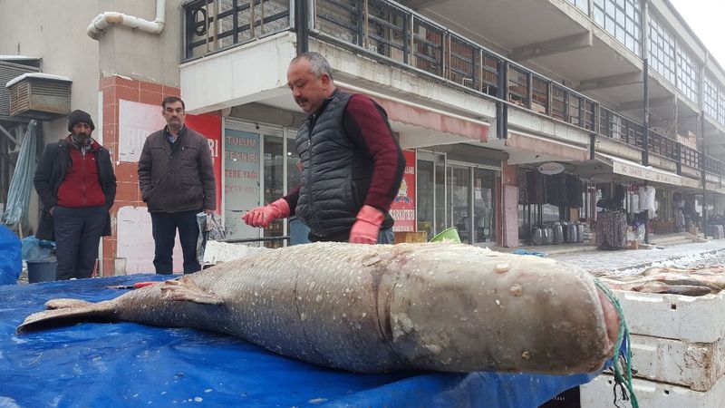 Erzincan’da balıkçılar, 70 kiloluk turna balığı yakaladı