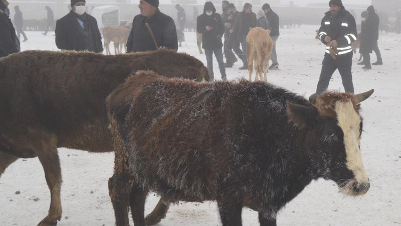 Ağrı'da satışa çıkan hayvanların üstü buz tuttu