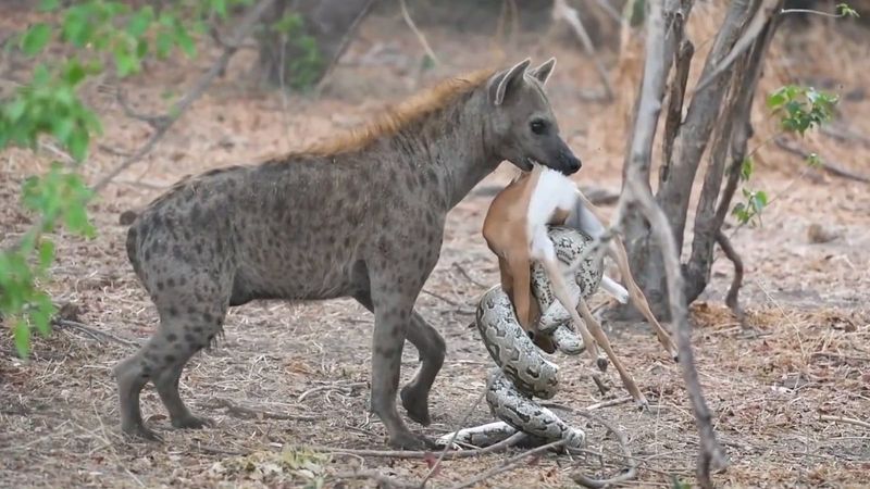 Pitonun avını çalan sırtlan