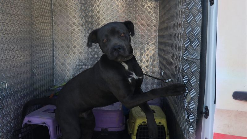 Sivas'ta başıboş pitbull, hayvan barınağına götürüldü