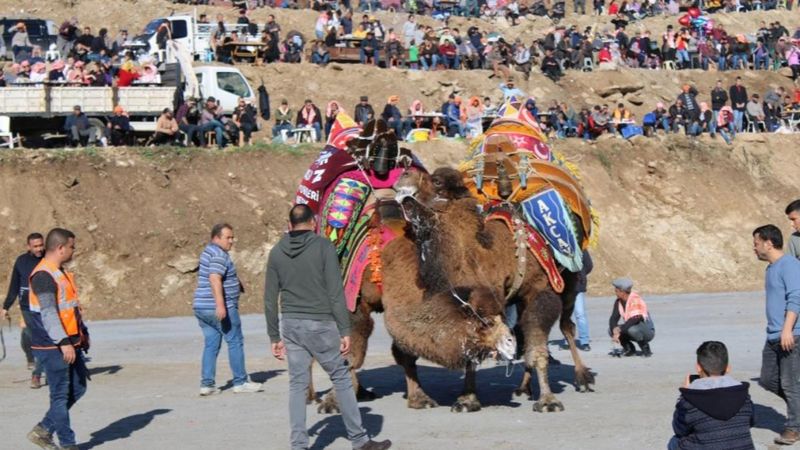 Aydın'daki adamın develere olan ilgisi şaşırttı