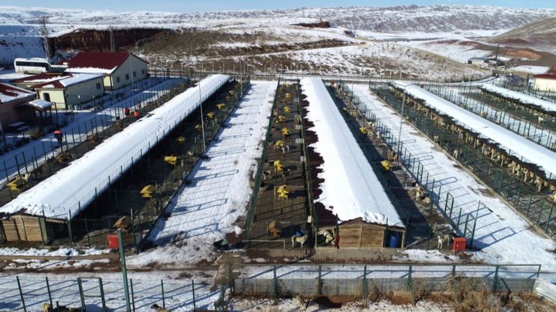 Sivas'ta caydırıcı cezaların ardından 40 köpek barınağa getirildi