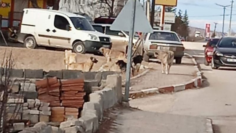 Eskişehir'de iki çocuk köpeklerin saldırısına uğradı