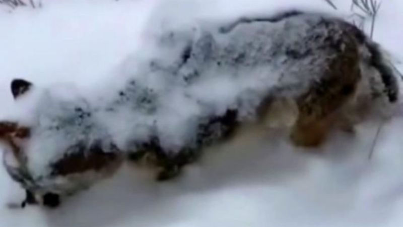 Erzurum'da eksi 17 derecede donan tilki