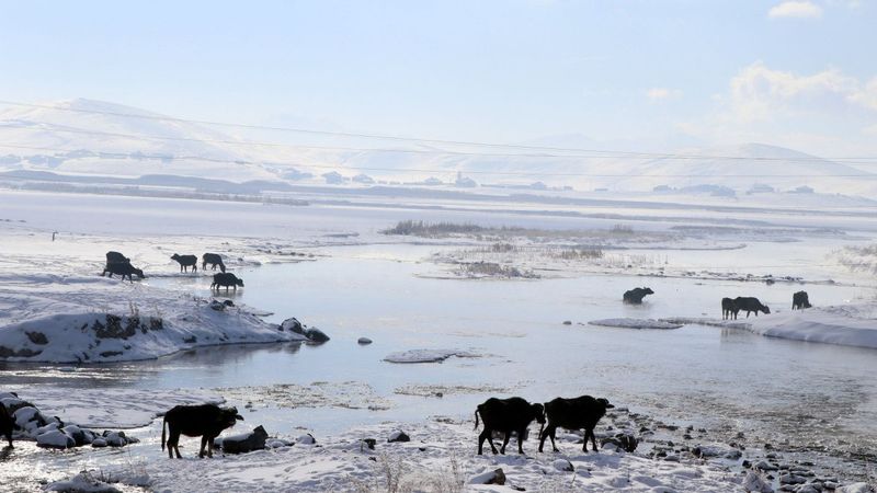 Van'da, göl tabanındaki yosunlarla beslenen mandalar