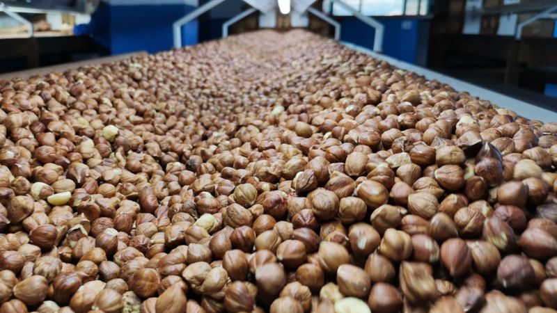 Türkiye, 122 ülkeye yapılan fındık ihracatıyla rekor kırdı