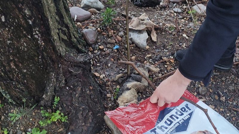 Kastamonu'da kediyi öldürüp deniz kenarına attılar