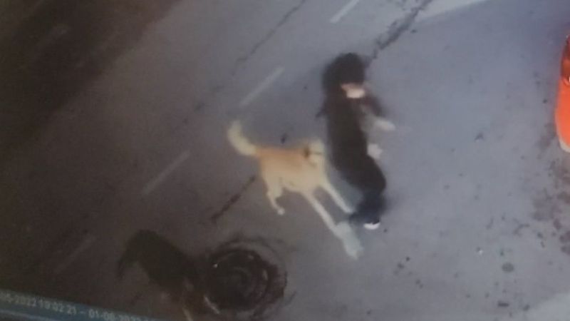 Kocaeli'de sokak köpekleri yolda yürüyen çocuğu sıkıştırdı