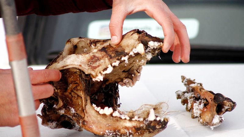 Hakkari'de kurtlar, parçaladıkları köpeğin sadece kafatasını bıraktı