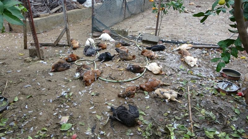 Antalya’da, sokak köpekleri tavukları telef etti