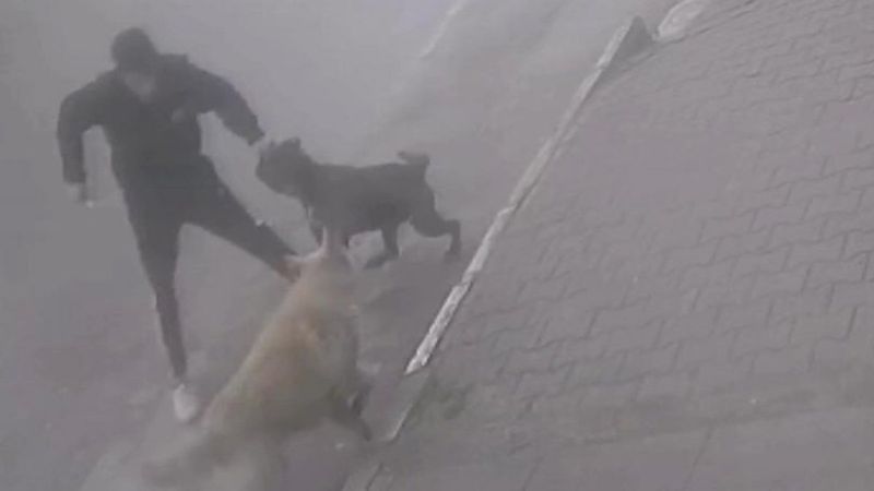 Sakarya'da köpeğine saldıran sokak köpeğini bıçakladı