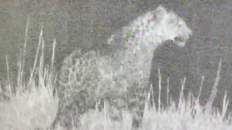 Iğdır'da kameralara leopar takıldı