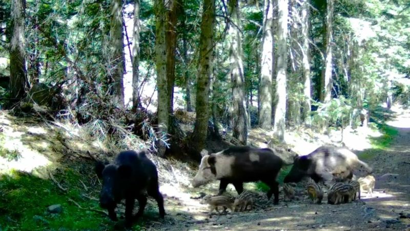 Bolu’nun yaban hayatı