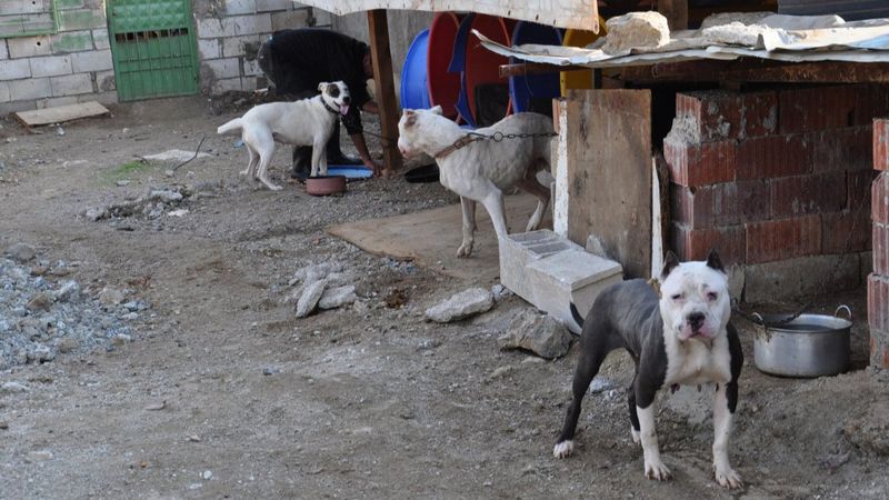 Gaziantep'te son 10 günde 9 pitbull sokağa terk edildi