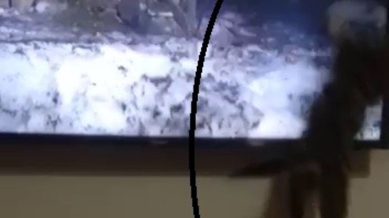 Kendisini belgesele kaptıran kediden güldüren tepki