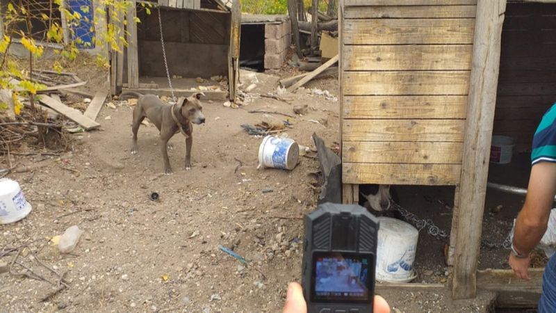 Kayseri'de yasaklı köpek sahiplenen ve ticareti yapan şahıslara ceza